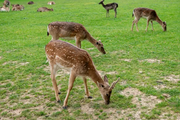 Genç geyikler açık alanda ot yerler. Geyik çayırda otluyor..