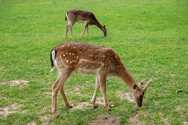 Genç geyikler açık alanda ot yerler. Geyik çayırda otluyor..