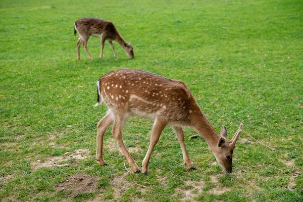 Genç geyikler açık alanda ot yerler. Geyik çayırda otluyor..