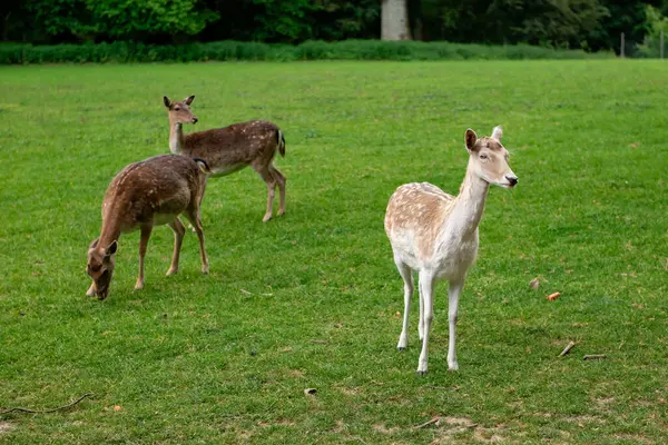 Genç bir geyik çimenlerde yürüyor. Bir geyik çayırda otluyor..