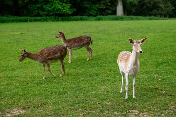 Genç bir geyik çimenlerde yürüyor. Bir geyik çayırda otluyor..