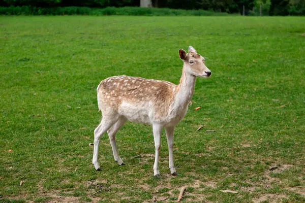 Genç bir geyik çimenlerde yürüyor. Bir geyik çayırda otluyor..