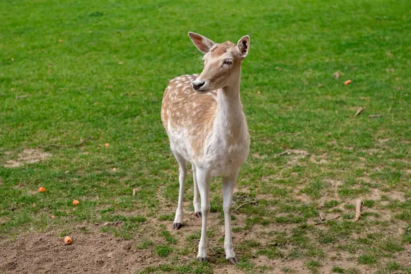 Genç bir geyik çimenlerde yürüyor. Bir geyik çayırda otluyor..