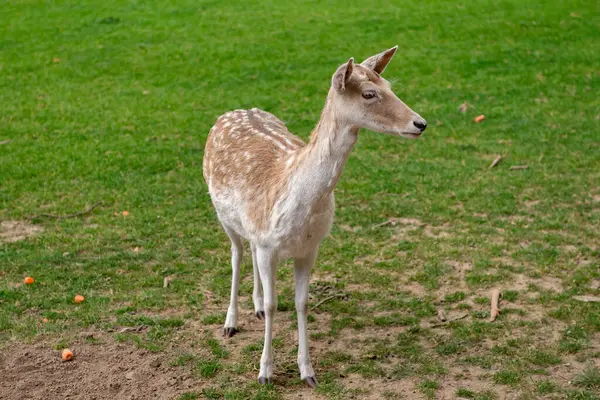 Genç bir geyik çimenlerde yürüyor. Bir geyik çayırda otluyor..