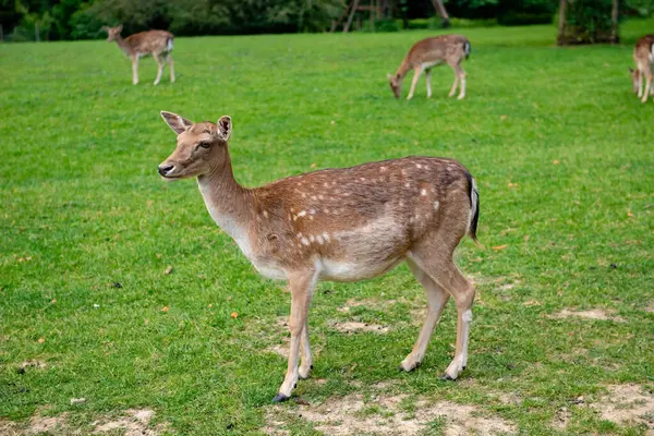 Genç bir geyik çimenlerde yürüyor. Bir geyik çayırda otluyor..