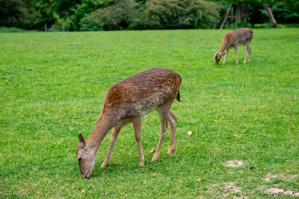 Genç geyikler açık alanda ot yerler. Geyik çayırda otluyor..
