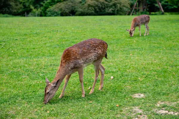Genç geyikler açık alanda ot yerler. Geyik çayırda otluyor..