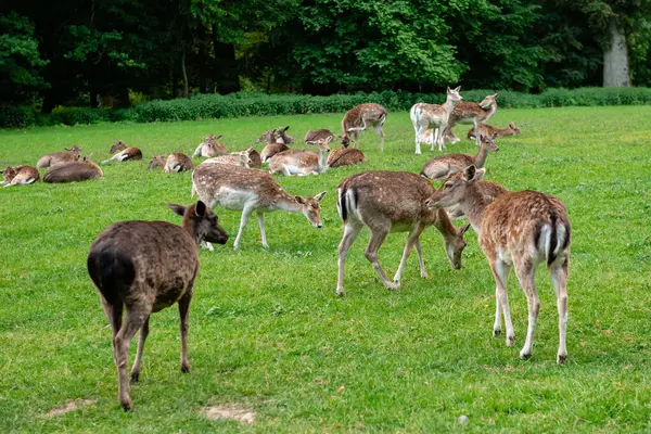 Bir grup genç geyik çimenlerde yürüyor. Bir geyik çayırda otluyor..