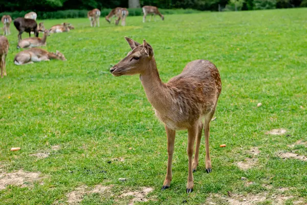 Genç bir geyik çimenlerde yürüyor. Bir geyik çayırda otluyor..