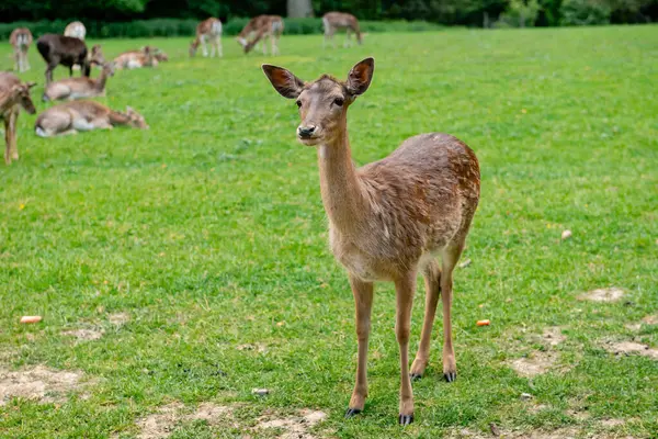 Genç bir geyik çimenlerde yürüyor. Bir geyik çayırda otluyor..