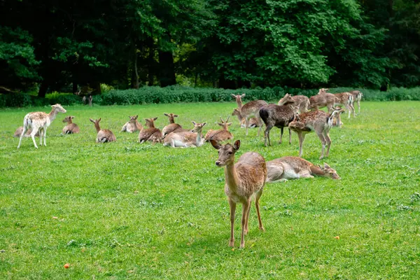 Bir grup genç geyik çimenlerde yürüyor. Bir geyik çayırda otluyor..