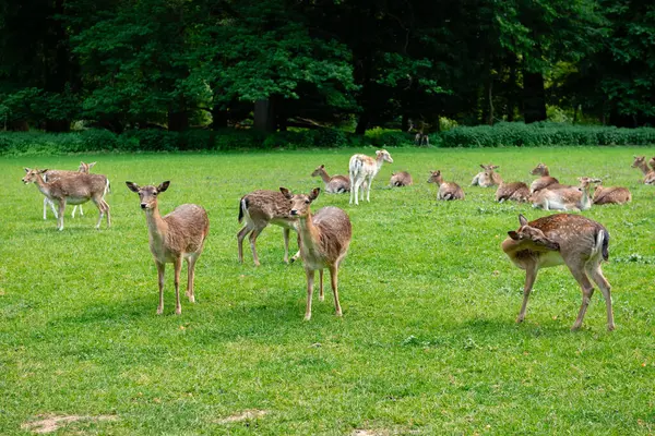 Bir grup genç geyik çimenlerde yürüyor. Bir geyik çayırda otluyor..