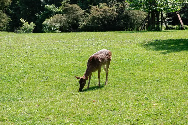 Genç geyikler açık alanda ot yerler. Geyik çayırda otluyor..