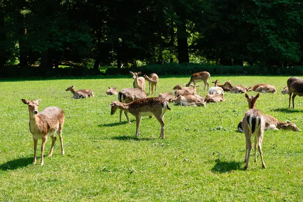 Genç bir geyik çimenlerde yürüyor. Bir geyik çayırda otluyor..