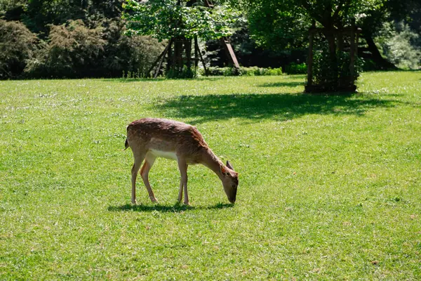 Genç geyikler açık alanda ot yerler. Geyik çayırda otluyor..