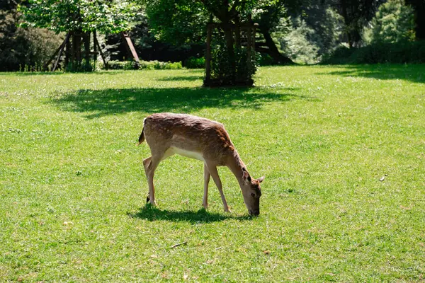 Genç geyikler açık alanda ot yerler. Geyik çayırda otluyor..