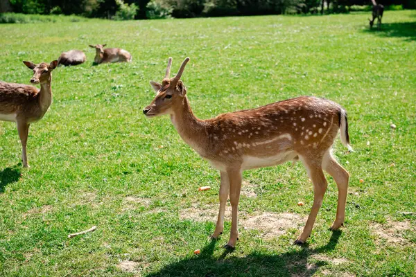 Genç bir geyik çimenlerde yürüyor. Bir geyik çayırda otluyor..