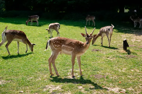 Bir grup genç geyik çimenlerde yürüyor. Bir geyik çayırda otluyor..