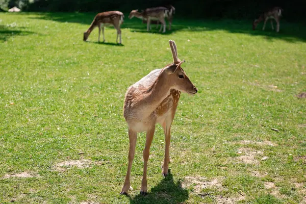 Genç bir geyik çimenlerde yürüyor. Bir geyik çayırda otluyor..