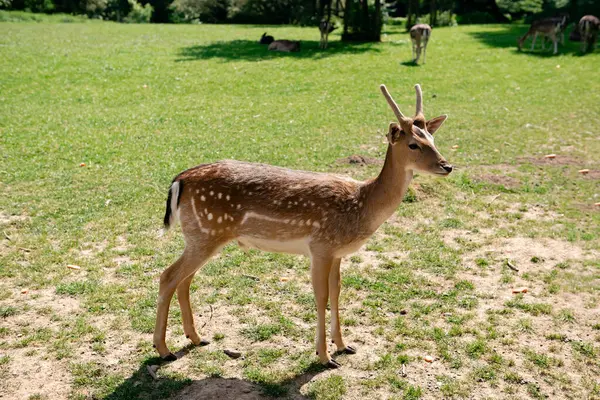 Genç bir geyik çimenlerde yürüyor. Bir geyik çayırda otluyor..