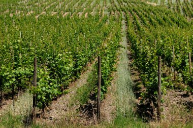 Bir tepede yetişen üzüm bağları