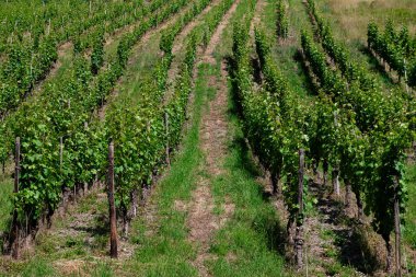 Yaz ışığında ekilmiş üzüm bağları