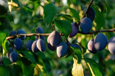 Olgun mavi erikler güneşli bir meyve bahçesinde bir dalda