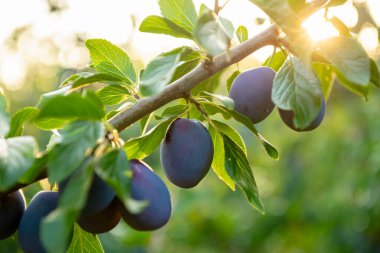 Olgun mavi erikler güneşli bir meyve bahçesinde bir dalda