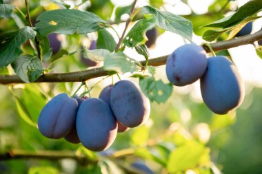Gün batımında erik ağacının dalında olgun mavi erikler.