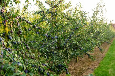 Meyve bahçesinde sıralanmış erik ağaçları, olgunlaşmış mavi eriklerle hasat için hazırlar. Yaz sonlarında sağlıklı organik meyve üretimiyle birlikte tarım arazisi.