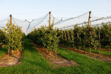Hasat mevsiminde koruyucu ağlı elma bahçesi