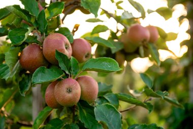 Bir dalda olgun kırmızı ve sarı elmalardan oluşan bir grup, güneş tarafından aydınlatılmış, arka planda yeşil yapraklı..
