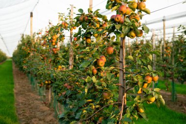 Hasat mevsiminde koruyucu ağlı elma bahçesi