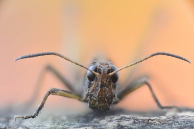 Microscope photography of a grasshopper