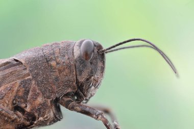 Microscope photography of a grasshopper