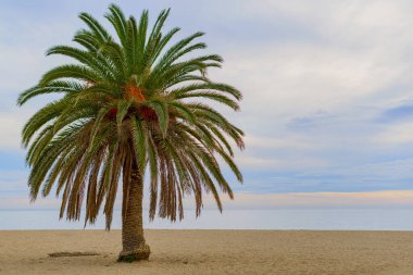 Palm tree at sunset on a sandy beach