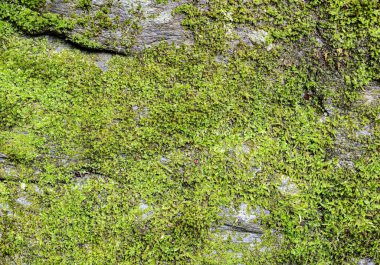 Detail of some stones with moss