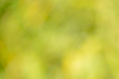 Natural backgrounds of lights and colors of nature