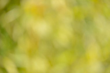 Natural backgrounds of lights and colors of nature