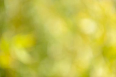 Natural backgrounds of lights and colors of nature