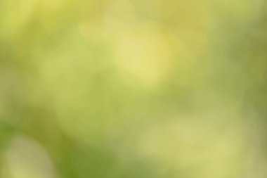 Natural backgrounds of lights and colors of nature