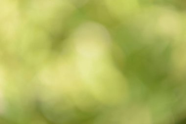 Natural backgrounds of lights and colors of nature