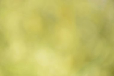 Natural backgrounds of lights and colors of nature