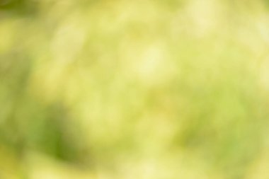 Natural backgrounds of lights and colors of nature