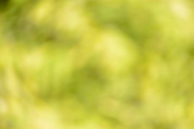 Natural backgrounds of lights and colors of nature