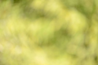 Natural backgrounds of lights and colors of nature