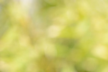 Natural backgrounds of lights and colors of nature