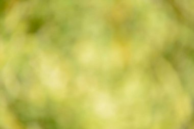 Natural backgrounds of lights and colors of nature