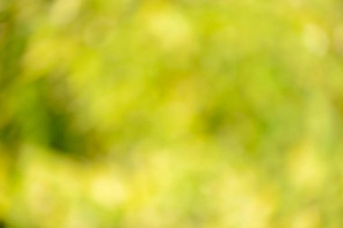 Natural backgrounds of lights and colors of nature