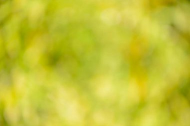 Natural backgrounds of lights and colors of nature